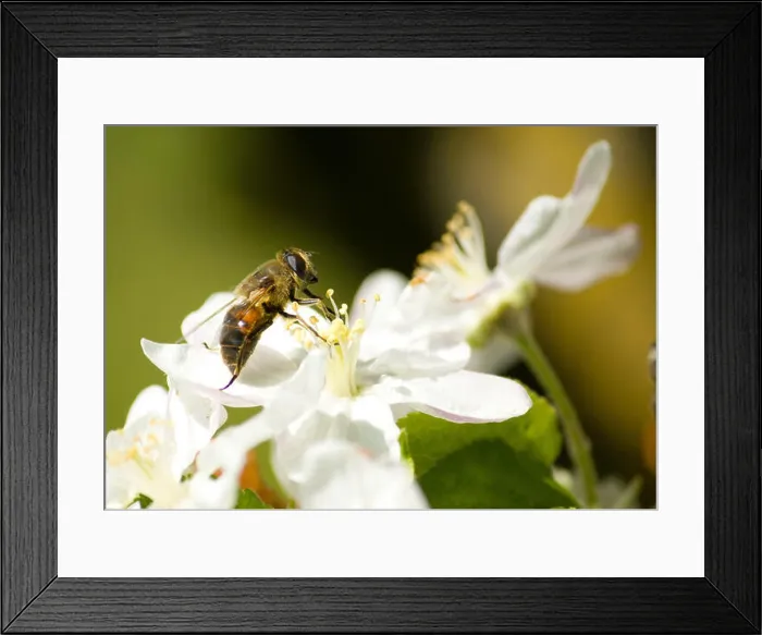 Framed Print : r323hj Framed Print : r323hj