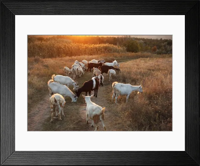 Framed Print : Farm animals. Goats on dirt road near pasture in evening