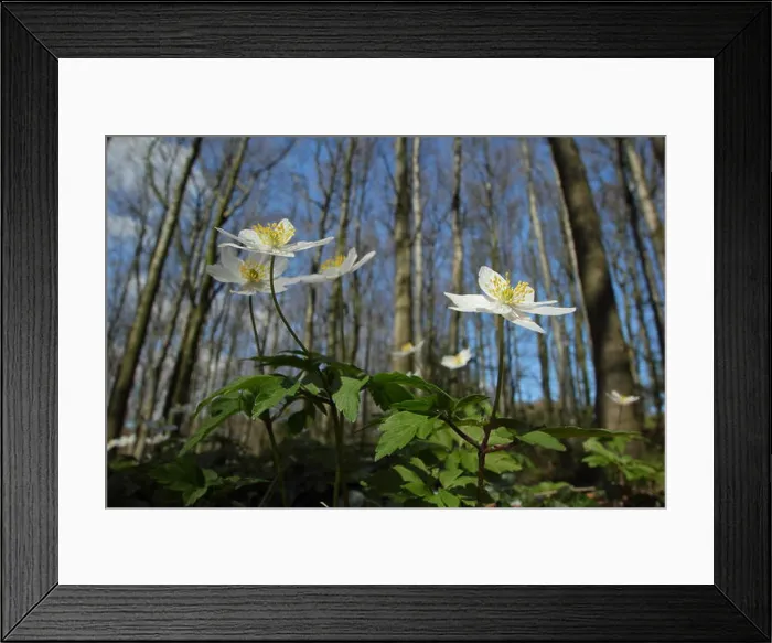 Framed Print : Wood anemones (anemone nemorosa) flower on the floor of an ancient Derbyshire woodland on a sunny spring day Framed Print : Wood anemones (anemone nemorosa) flower on the floor of an ancient Derbyshire woodland on a sunny spring day