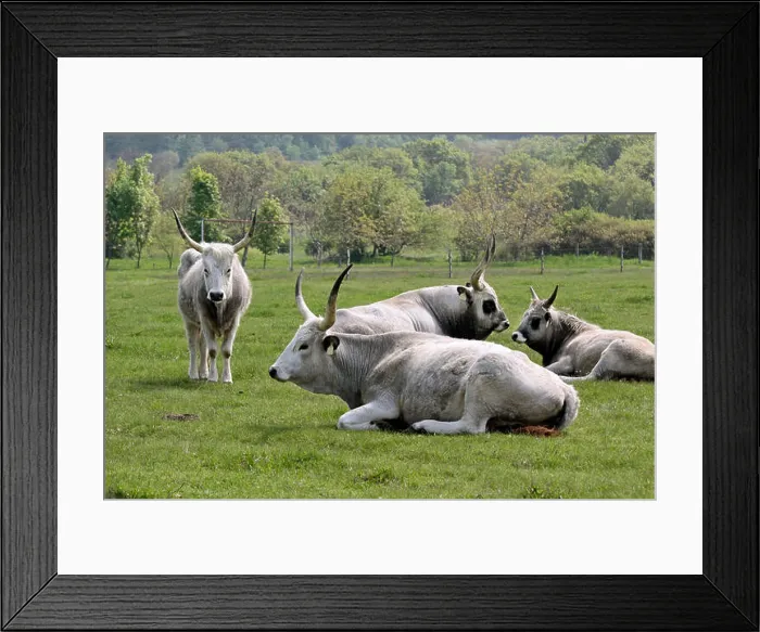 Framed Print : Traditional cows in Tihany at Lake Balaton in Hungary Framed Print : Traditional cows in Tihany at Lake Balaton in Hungary