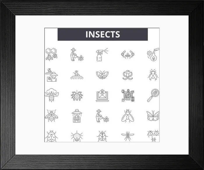 Framed Print : Insects line icons, signs set, vector. Insects outline concept illustration: bug, black, insect, spider, beetle, fly, ant