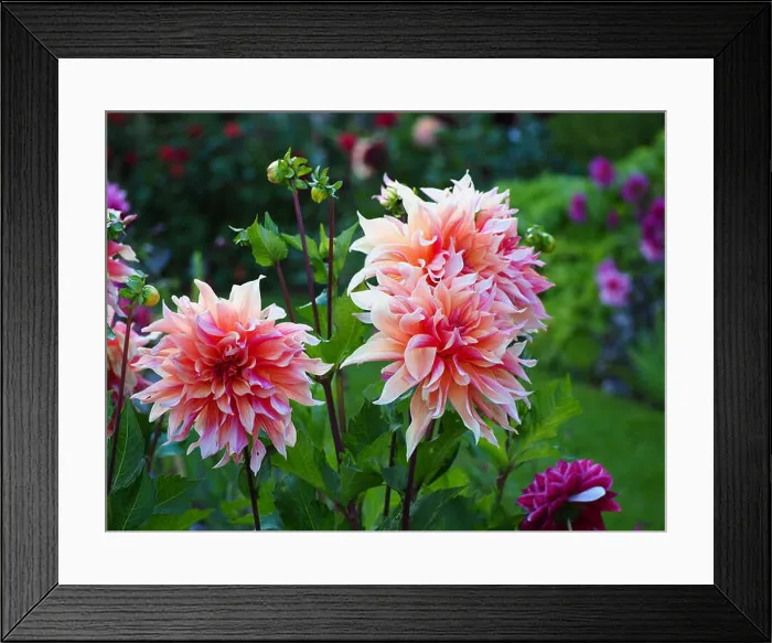 Framed Print : Dahlia Labyrinth with its huge peach coloured blooms, featured in the Sunken Garden at Chenies Manor