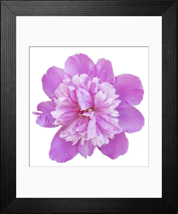 Framed Print : Pink peony isolated on white background Framed Print : Pink peony isolated on white background