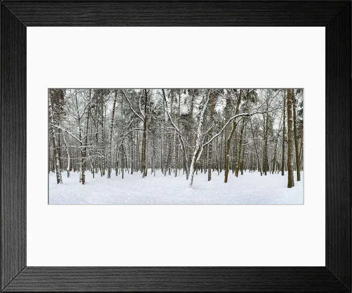 Framed Print : winter forest landscape. snow covered tree trunks in winter forest Framed Print : winter forest landscape. snow covered tree trunks in winter forest