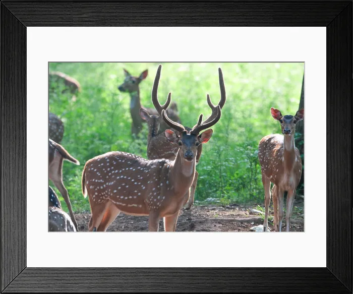 Framed Print : Spotted deer ( Axis Axis ) in nagarhole national park, India Framed Print : Spotted deer ( Axis Axis ) in nagarhole national park, India