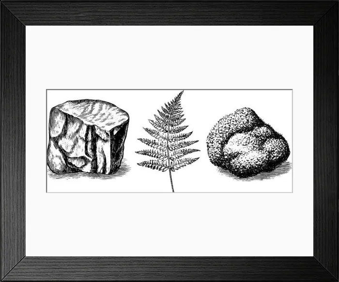 Framed Print : Engraved illustration collection of stone textures and fern leaf for design inspiration Framed Print : Engraved illustration collection of stone textures and fern leaf for design inspiration