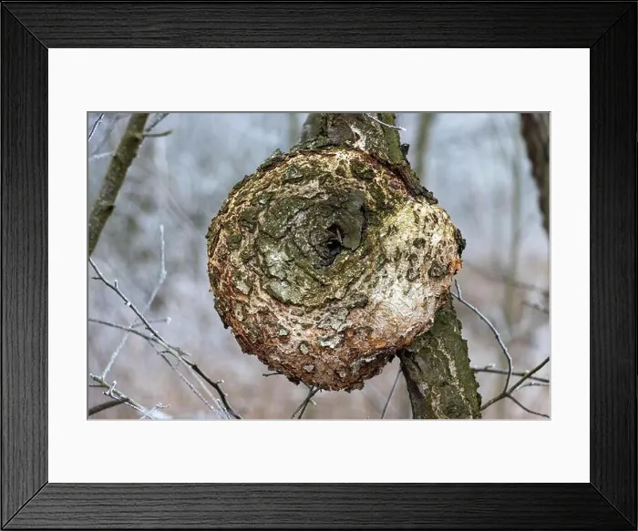 Framed Print : Close-up view of a round growth on a tree branch in a winter forest Framed Print : Close-up view of a round growth on a tree branch in a winter forest