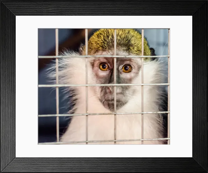 Framed Print : green monkey looks sadly through the cage lattice Framed Print : green monkey looks sadly through the cage lattice