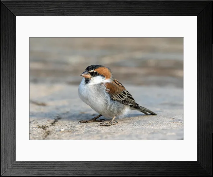Framed Print : Iago Sparrow (Passer iagoensis), Boa Vista, Cape Verde Framed Print : Iago Sparrow (Passer iagoensis), Boa Vista, Cape Verde
