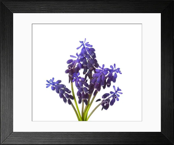 Framed Print : Small bouquet of Muscari isolated on white background. Grape Hyacinth. Selective focus Framed Print : Small bouquet of Muscari isolated on white background. Grape Hyacinth. Selective focus