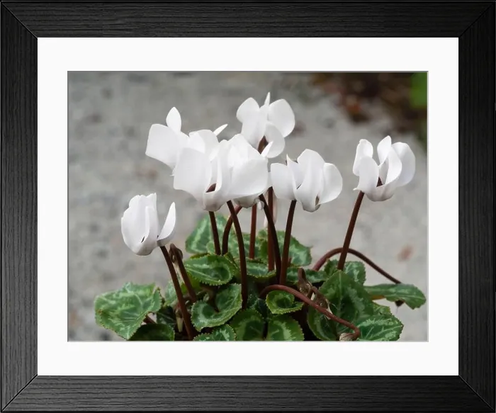 Framed Print : Half hardy white hybrid of the autumn to winter flowering Cyclamen persicum Framed Print : Half hardy white hybrid of the autumn to winter flowering Cyclamen persicum