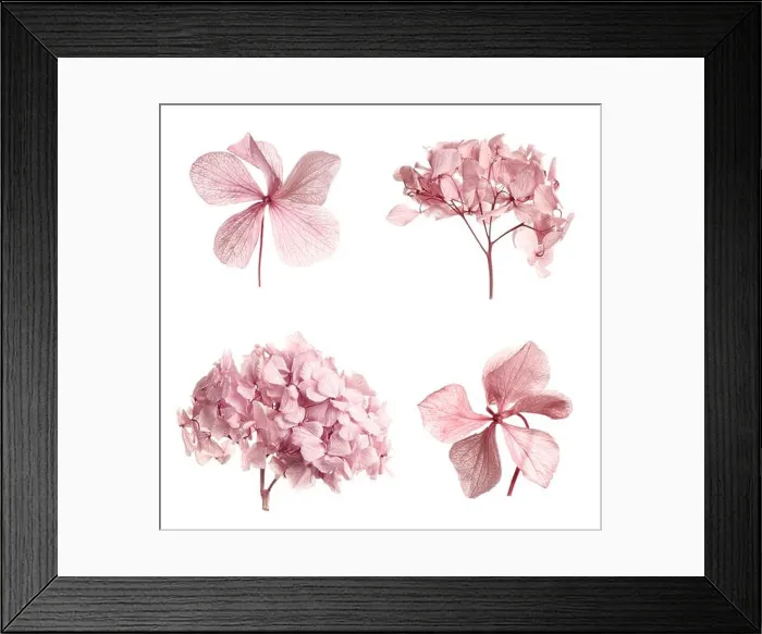 Framed Print : Set with beautiful dry flowers on white background Framed Print : Set with beautiful dry flowers on white background