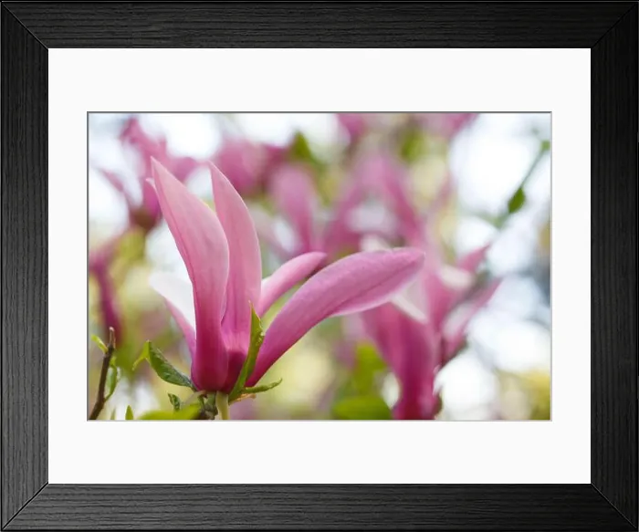 Framed Print : Flower macro. Beautiful pastel floral border, perfect blurred background Framed Print : Flower macro. Beautiful pastel floral border, perfect blurred background