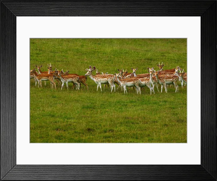 Framed Print : Magnificent fallow deer in a parkland setting in spotty summer coats Framed Print : Magnificent fallow deer in a parkland setting in spotty summer coats