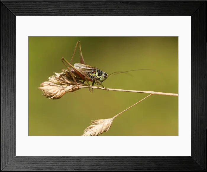 Framed Print : A beautiful Roesel's bush Cricket (Metrioptera roeselii) perched on a grass seed head Framed Print : A beautiful Roesel's bush Cricket (Metrioptera roeselii) perched on a grass seed head