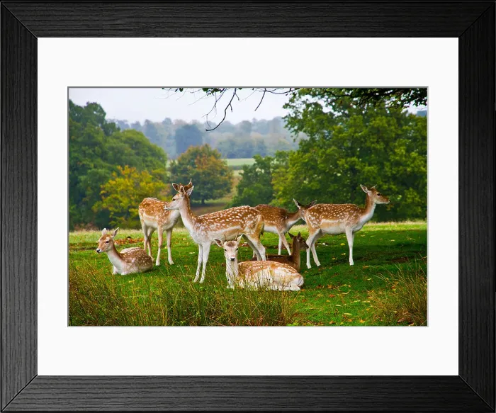 Framed Print : A group of female Fallow Deer, relaxing by some trees Framed Print : A group of female Fallow Deer, relaxing by some trees