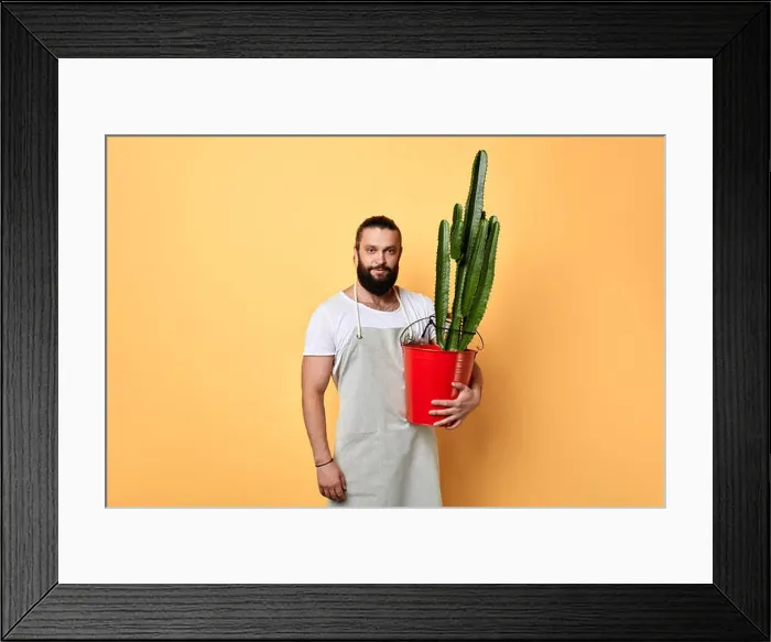 Framed Print : handsome maler florist dressed in apron standing with a big cactus planted in red bucket isolated yellow background
