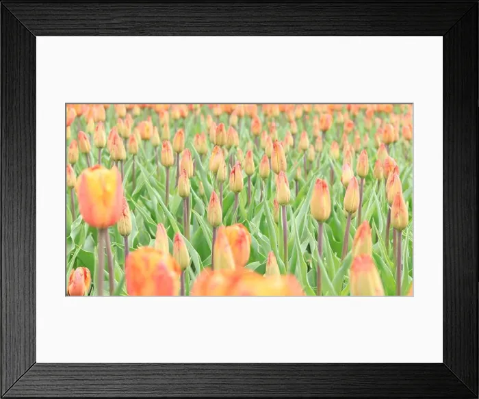Framed Print : A field with unopened tulips. Tulip buds close up Framed Print : A field with unopened tulips. Tulip buds close up