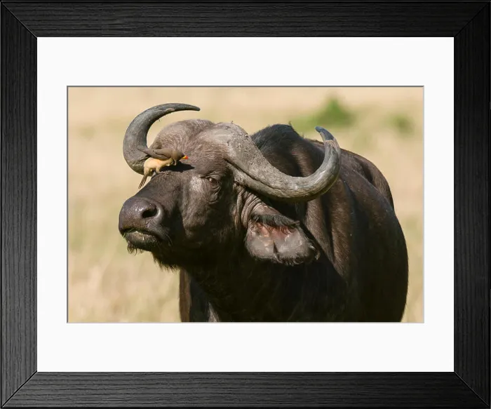 Framed Print : Yellow billed oxpecker on a Cape buffalo (Syncerus caffer), Masai Mara National Reserve, Kenya Framed Print : Yellow billed oxpecker on a Cape buffalo (Syncerus caffer), Masai Mara National Reserve, Kenya