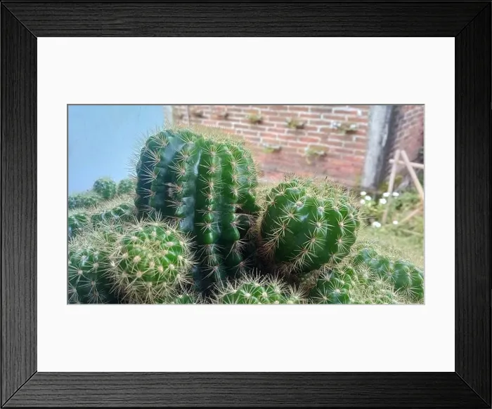 Framed Print : Close up view of echinopsis tubiflora cactus Framed Print : Close up view of echinopsis tubiflora cactus