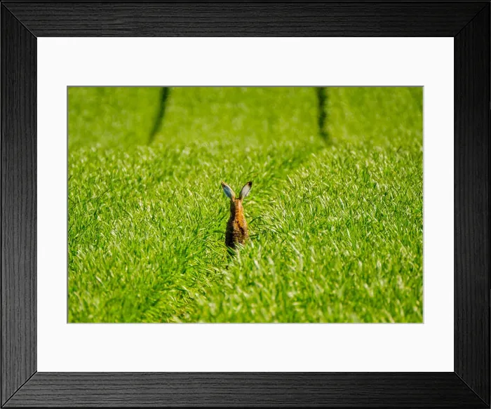 Framed Print : Wild hare in the field Framed Print : Wild hare in the field