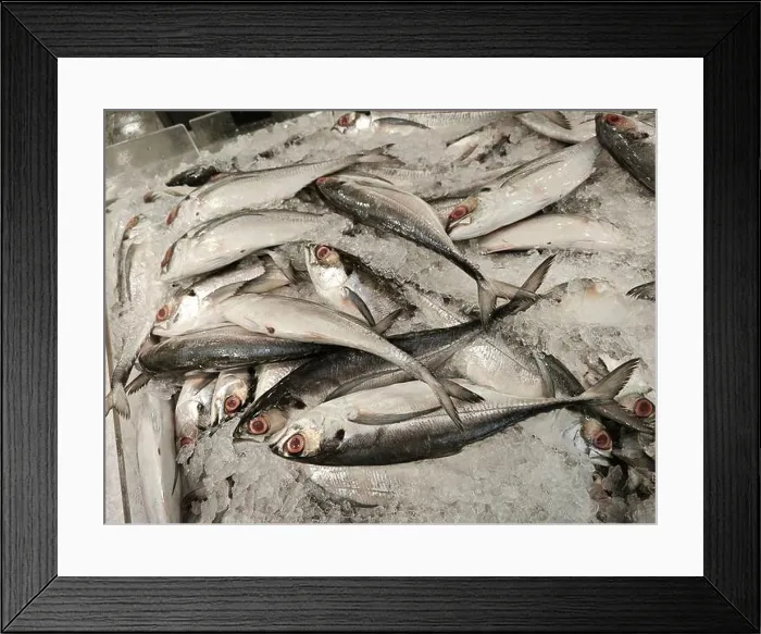 Framed Print : Torpedo Scad fishes on frozen ice cube Framed Print : Torpedo Scad fishes on frozen ice cube