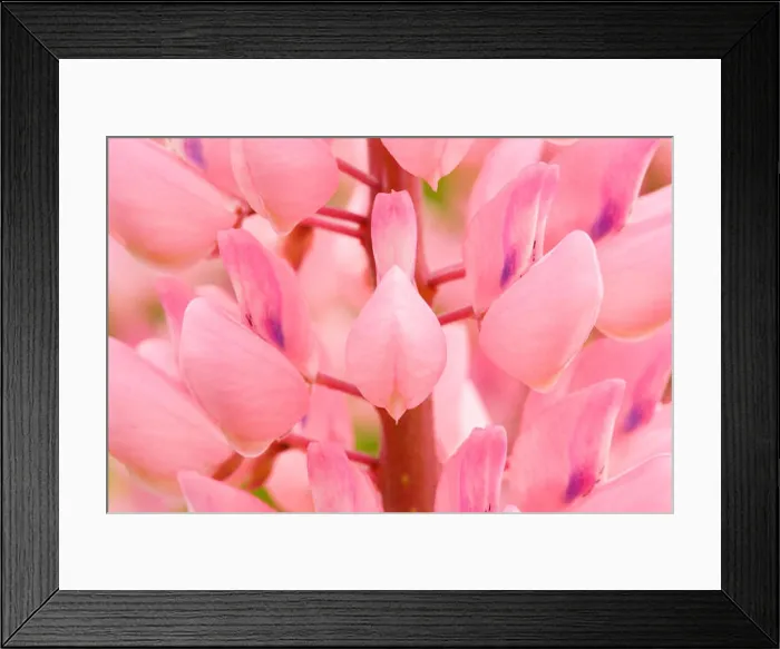 Framed Print : large leaved lupin, Lupinus polyphyllus, Switzerland Framed Print : large leaved lupin, Lupinus polyphyllus, Switzerland