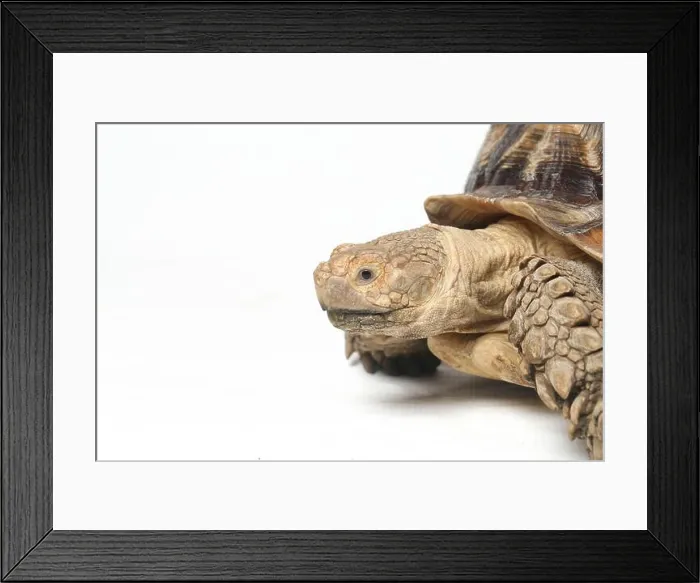 Framed Print : African Spurred Tortoise also know as African Spur Thigh Tortoise - Geochelone sulcata isolated on white background Framed Print : African Spurred Tortoise also know as African Spur Thigh Tortoise - Geochelone sulcata isolated on white background