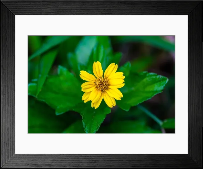 Framed Print : Creeping buttercup plant with yellow flowers in the middle with green leaf edges Framed Print : Creeping buttercup plant with yellow flowers in the middle with green leaf edges