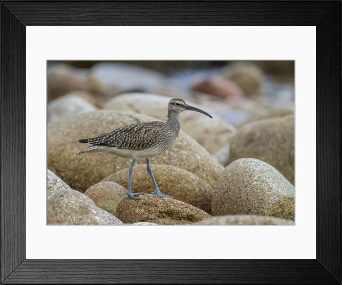Framed Print : A Whimbrel (Numenius phaeopus) walks across boulders on a beach, Isles of Scilly Framed Print : A Whimbrel (Numenius phaeopus) walks across boulders on a beach, Isles of Scilly