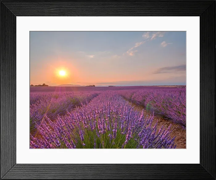 Framed Print : Amazing sunset over violet lavender field in Provence Framed Print : Amazing sunset over violet lavender field in Provence