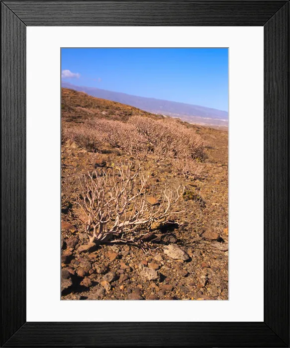 Framed Print : Euphorbia balsamifera: It is a perennial shrub, with succulent trunk, often creeping when exposed to the wind Framed Print : Euphorbia balsamifera: It is a perennial shrub, with succulent trunk, often creeping when exposed to the wind