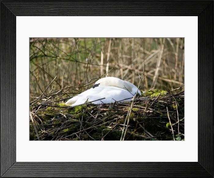 Framed Print : Female mute swan asleep on nest of moss and twigs Donnington Gloucestershire The Cotswolds England United Kingdom Framed Print : Female mute swan asleep on nest of moss and twigs Donnington Gloucestershire The Cotswolds England United Kingdom