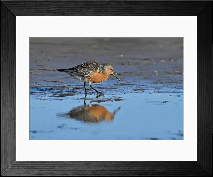 Framed Print : Red Knot (Calidris canutus) looking for food, Spain Framed Print : Red Knot (Calidris canutus) looking for food, Spain