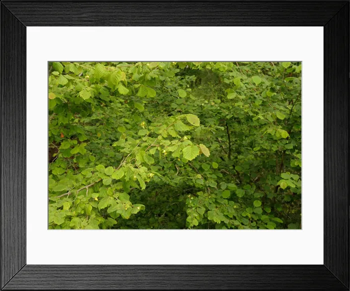 Framed Print : Hazel, Corylus avellana, Nuts on Shrub Framed Print : Hazel, Corylus avellana, Nuts on Shrub
