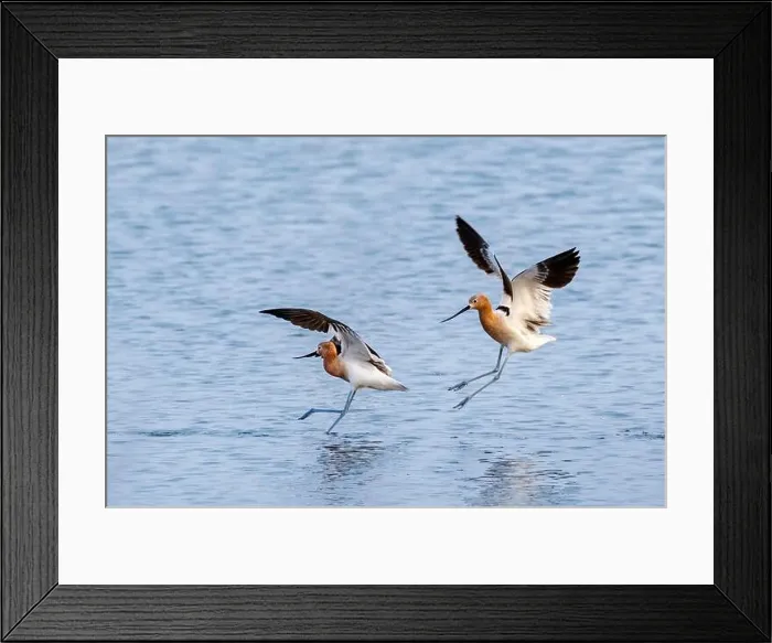 Framed Print : American avocets (Recurvirostra americana) chasing in the tidal marsh, Galveston, Texas, USA Framed Print : American avocets (Recurvirostra americana) chasing in the tidal marsh, Galveston, Texas, USA
