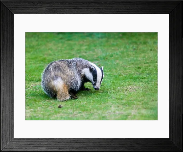Framed Print : Female European badger Meles meles also known as the Eurasian badger, on a garden lawn, in the Highlands of Scotland Framed Print : Female European badger Meles meles also known as the Eurasian badger, on a garden lawn, in the Highlands of Scotland