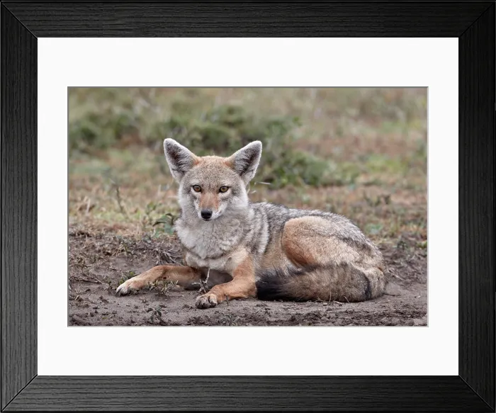 Framed Print : Golden jackal (Canisa aureus), Serengeti National Park, Tanzania, East Africa, Africa