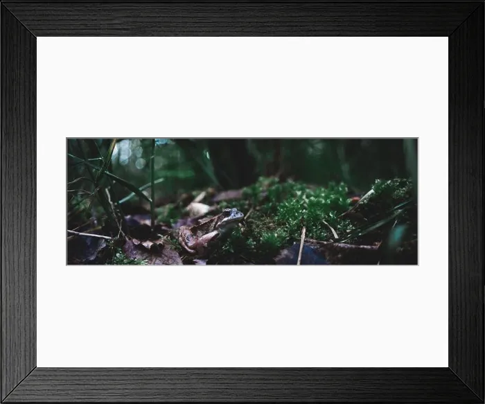 Framed Print : A closeup of a frog in a swamp under the sunlight Framed Print : A closeup of a frog in a swamp under the sunlight