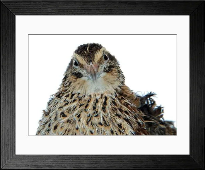 Framed Print : Young quail isolated on white Framed Print : Young quail isolated on white