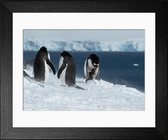 Framed Print : Antarctica, Gerlache Strait, Palmer Archipelago Framed Print : Antarctica, Gerlache Strait, Palmer Archipelago