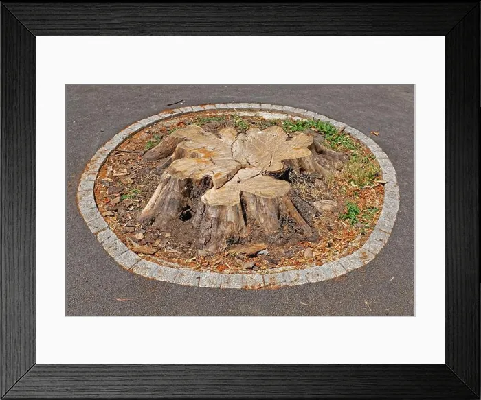 Framed Print : Cutted down big old tree stump in park Framed Print : Cutted down big old tree stump in park