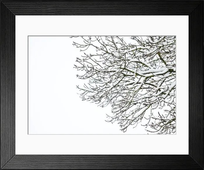 Framed Print : Snow covered branches on an Ash Tree against a white sky, in a garden in Wakefield, West Yorkshire, UK Framed Print : Snow covered branches on an Ash Tree against a white sky, in a garden in Wakefield, West Yorkshire, UK