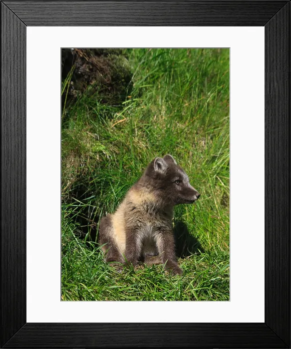 Framed Print : Arctic Fox cub Alopex Lagopus Landmannalaugar Iceland Framed Print : Arctic Fox cub Alopex Lagopus Landmannalaugar Iceland