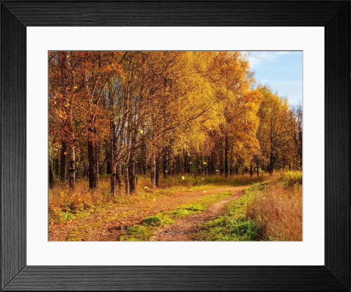 Framed Print : Autumn leaf fall. A path in a sunny autumn park with falling leaves. Country road through the maple forest Framed Print : Autumn leaf fall. A path in a sunny autumn park with falling leaves. Country road through the maple forest
