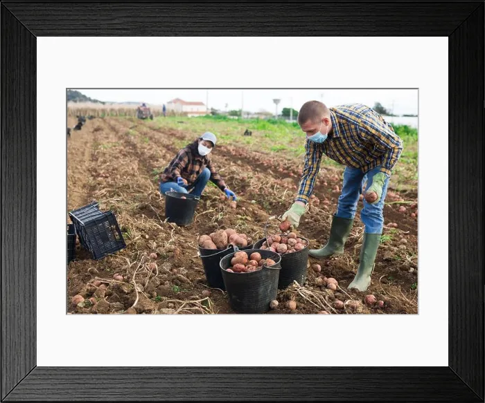 Framed Print : Farmers in protective mask working on farmer plantation, picking potatoes Framed Print : Farmers in protective mask working on farmer plantation, picking potatoes