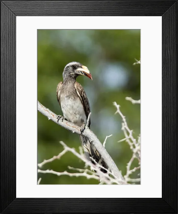 Framed Print : African grey hornbill (Tockus nasutus) - Etosha National Park, Namibia, Africa Framed Print : African grey hornbill (Tockus nasutus) - Etosha National Park, Namibia, Africa