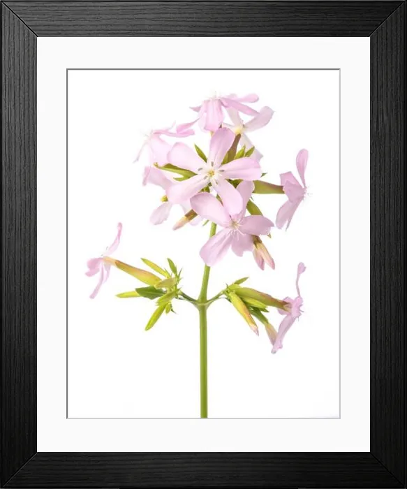 Framed Print : Soapwort ( Saponaria officinalis) isolated on white background Framed Print : Soapwort ( Saponaria officinalis) isolated on white background