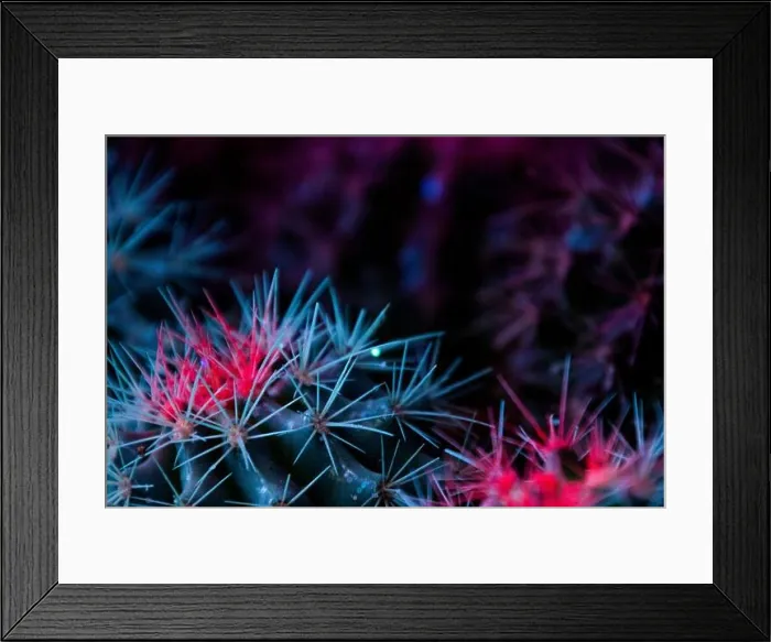 Framed Print : Close up of various cactuses Framed Print : Close up of various cactuses