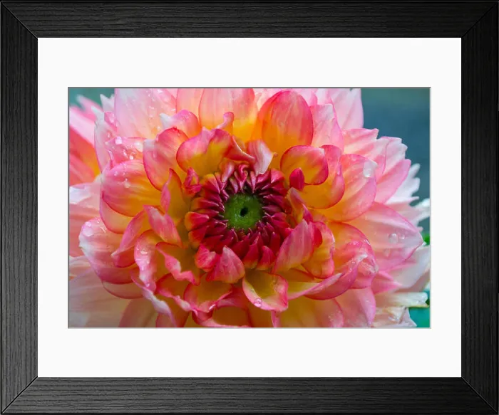 Framed Print : Close-up of a cactus type Dahlia Bloom with Water Droplets Framed Print : Close-up of a cactus type Dahlia Bloom with Water Droplets